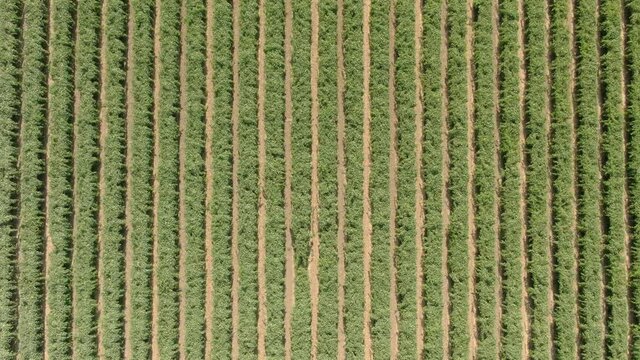 Vineyard Field In San Joaquin Valley California Bird's Eye View Aerial Shot Left