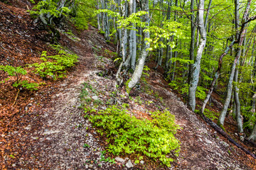 Obraz premium Hiking path in a forest of Lovcen national park, Montenegro