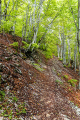 Hiking path in a forest of Lovcen national park, Montenegro