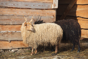 A pair of beautiful long-haired angora goats with horns on the background of a wooden farm fence. © fotodiya83