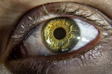 One, single eye of a person with yellow, hazel, green colored eyes. Surrounded by white eyeball, eyelashes in macro, detailed shot. 
