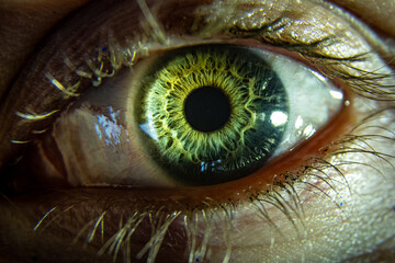 One, single eye of a person with yellow, hazel, green colored eyes. Surrounded by white eyeball,...