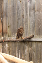 Wildvögel auf Ast mit holz