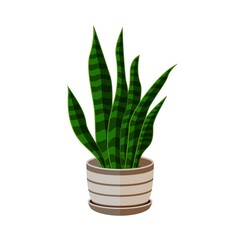 Sansevieria in pot. Houseplant in pots. Green natural decor for home and interior.