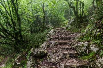 Hiking trail through a forest to Ostrog monastery, Montenegro