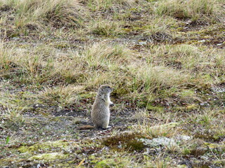 A cute marmot (evrazhka) at Tolbachik volcano in Kamchatka in Russia