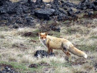 Wild fox with thick fur in the far east Kamchatka peninsula, Russia.