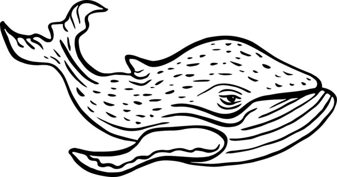 Hand drawn whale character sea fish in engraving style. Outdoor activity travel symbol, tourism. Sketch vector illustration for poster, tattoo, t-shirt and card design.