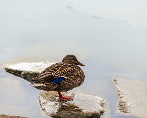 Female mallard duck standing on frozen rock in water profile facing right of frame