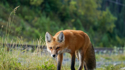 red fox stalking 