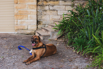 dog sitting outside house