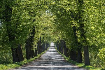 Дорога среди деревьев