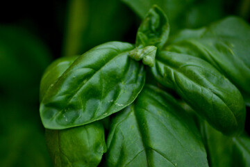 basil
