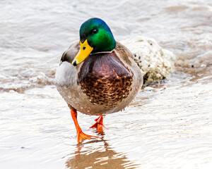 Male Mallard Duck walking head on toward camera on wet shore line