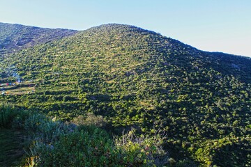 Fototapeta premium Rúpac Green