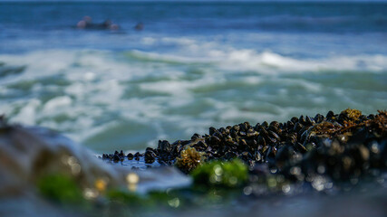 surfers in the ocean behind mussel covered rocks 