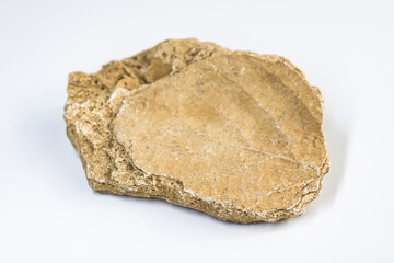 Leaf fossil imprint on a neutral white background.