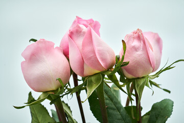 Flores rosas