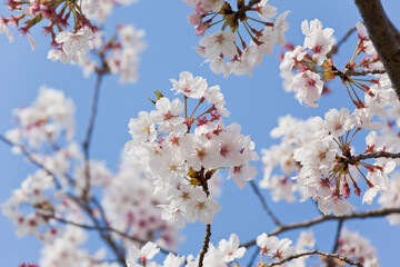 国分城山公園　青空を背景に桜	