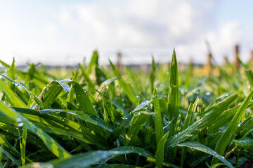 Obraz premium green grass and blue sky