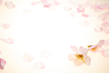 桜の花びら　透過光