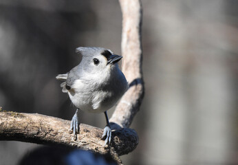 titmouse