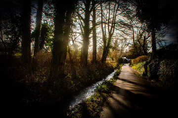 Obraz premium walk in the woods