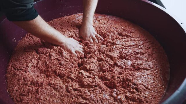 Winemaking process. Grape harvest: winepress with red must and helical screw. Process of a fermentation of grape before pressing for wine in old oak kegs