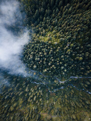 Naklejka na ściany i meble Fotografía aérea en vista cenital de bosque de pinos