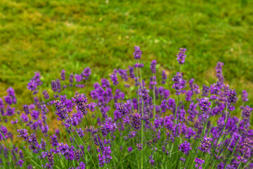 Fototapeta premium lavender flowers on the background of a green lawn.