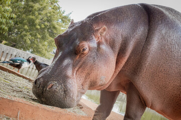 O hipopótamo-comum ou hipopótamo-do-nilo é um mamífero Omnívoro de grande porte da África
