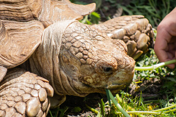 Close-up of the head of a giant turtle under the bright sun in the green grass. Selective focus.
