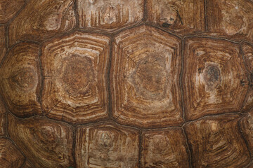 The shell of a giant turtle, close-up. Background texture and carapace pattern. Turtle shell...