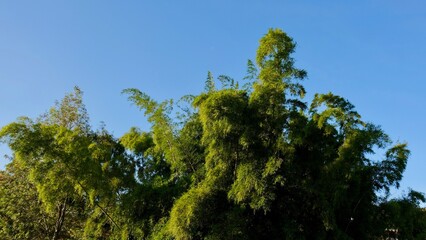 trees and sky