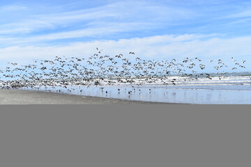 seagulls on the beach