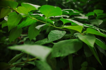 leaves in the garden