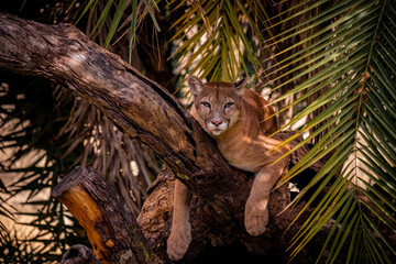 A onça-parda ou puma, também conhecida no Brasil por suçuarana e leão-baio, é um mamífero...