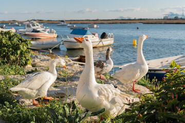 group of geese in the river where we can see some boats.