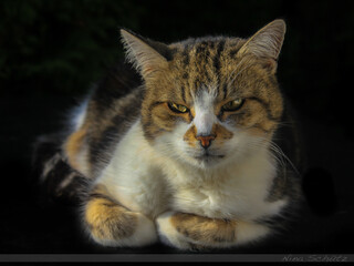 Katze in der natur