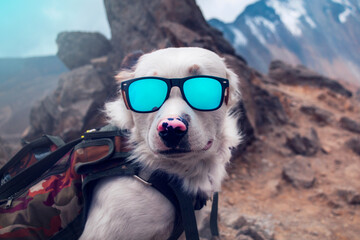 Perro blanco explorador en las montañas con lentes