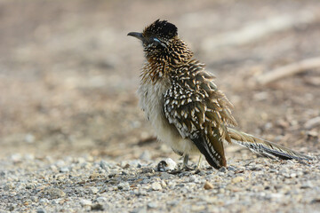 Greater Roadrunner with ruffled feathers on a dirt road.