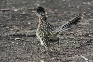 Greater Roadrunner seen from behind.