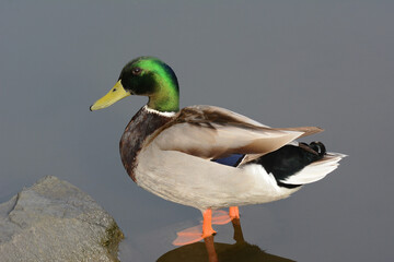 Mallard, Anas platyrhynchos, male at the edge of a pond.