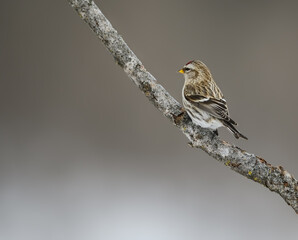 Common Redpoll Perched on Tree Branch in Winter on Gray Background	