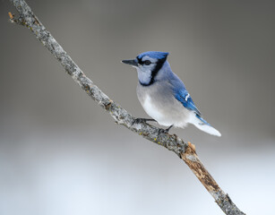 Blue Jay on Tree Branch in Winter on Gray Background	