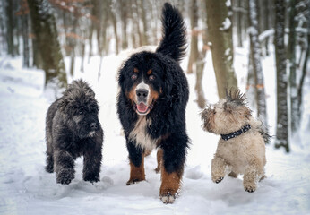 Bouvier des Flandres, berneński pies pasterski i lhasa apso biegną po śniegu 
