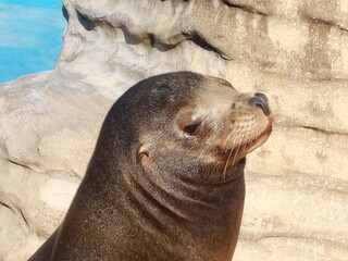 sea lion