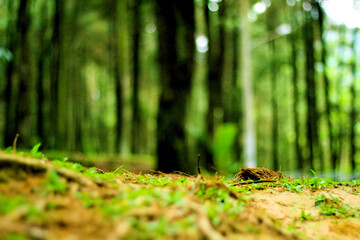 Green Tree Landscapes Forrest Nature