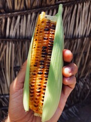 Hand holding roasted corn with its husk