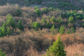 Obraz premium forest in the morning